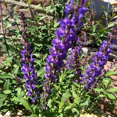 Salie - Salvia nemorosa JS 'A Little Bit'