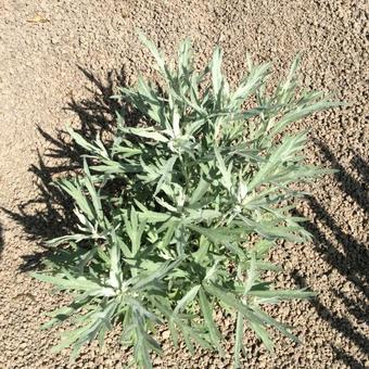 Artemisia ludoviciana 'Valerie Finnis'