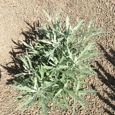 Alsem, Bijvoet, Edelruit - Artemisia ludoviciana 'Valerie Finnis'