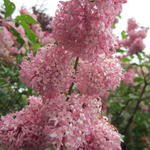 Syringa 'Miss Japan' - Sering