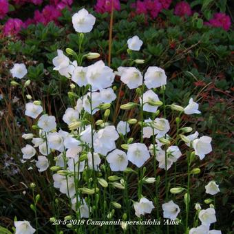 Campanula persicifolia 'Alba'