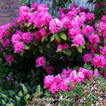 Rhododendron/Azalea