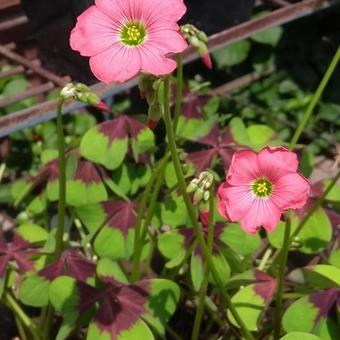 Oxalis tetraphylla 'Iron Cross'