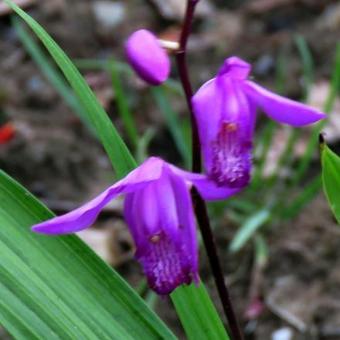 Bletilla striata