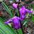 Bletilla striata