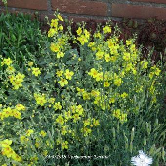 Verbascum 'Letitia'