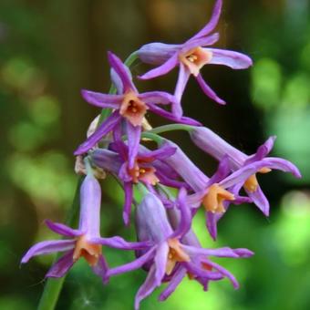 Tulbaghia 'Moya'