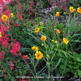 Geum chiloense 'Lady Stratheden'