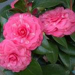 Camellia japonica 'April Rose' - Camelia