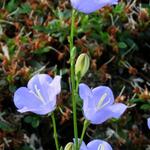 Campanula persicifolia - Perzikbladklokje