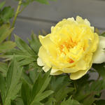 Paeonia itoh 'Bartzella' - Pioen