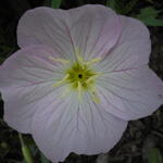 Oenothera speciosa 'Twilight' - Teunisbloem