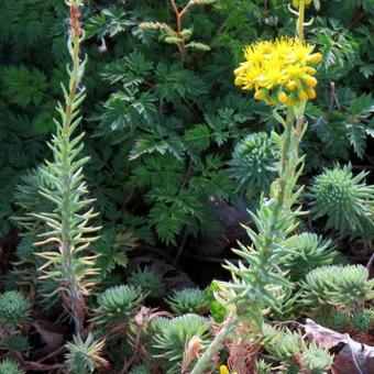 Sedum reflexum