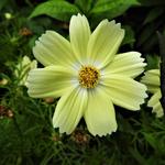 Cosmos bipinnatus 'Xanthos' - Cosmos