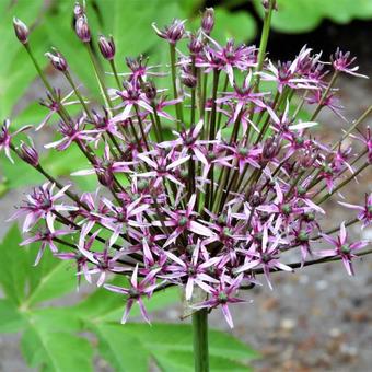 Allium 'Spider'