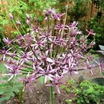 Allium 'Spider' - Sierui