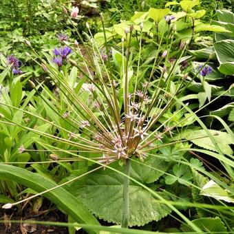 Allium schubertii