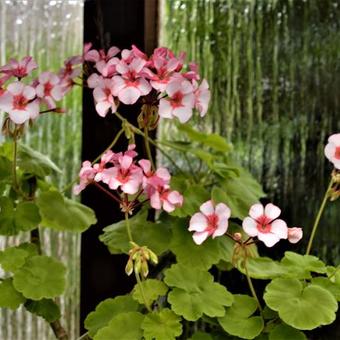 Pelargonium 'Scottow Star'