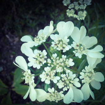 Orlaya grandiflora