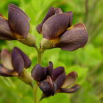 Baptisia australis  'DECADENCE Dutch Chocolate' - Valse indigo - Baptisia australis  'DECADENCE Dutch Chocolate'