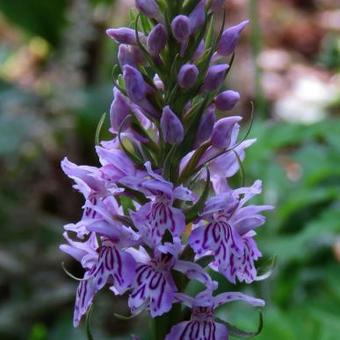 Dactylorhiza fuchsii