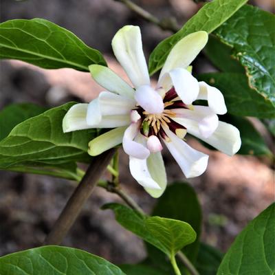 Calycanthus - Calycanthus 'Venus'