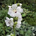 Sidalcea candida 'Bianca' - Griekse malva