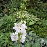 Sidalcea candida 'Bianca' - Griekse malva