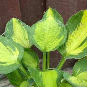 Hosta 'Captain Kirk'