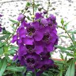 Angelonia - Angelonia