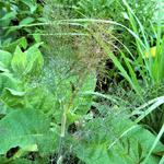 Foeniculum vulgare 'Rubrum' - Bronzen venkel