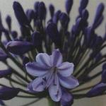 Agapanthus 'Johanna' - Afrikaanse lelie