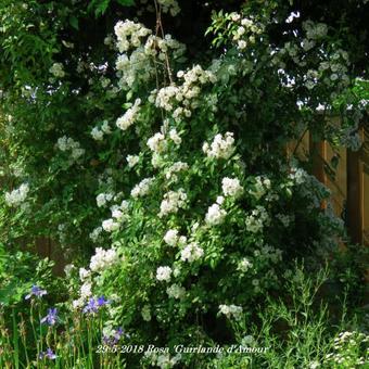 Rosa 'Guirlande d'Amour'