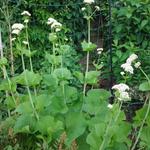 Valeriana alliariifolia - Valeriaan