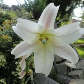 Lilium formosanum var. pricei