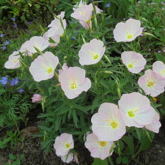 Oenothera speciosa 'Twilight'