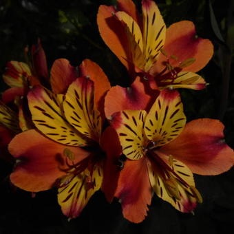 Alstroemeria 'Indian Summer'