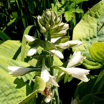 Hosta sieboldiana 'Frances Williams'