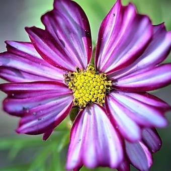 Cosmos bipinnatus 'Candy Stripe'