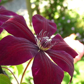 Clematis 'Westerplatte'