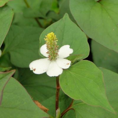 moerasanemoon - Houttuynia cordata