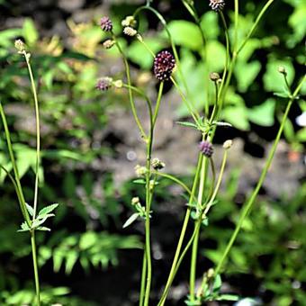 Sanguisorba obtusa 'Chocolate Tipp'