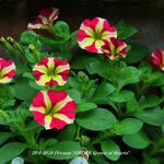 Petunia 'AMORE Queen of Hearts' - Petunia