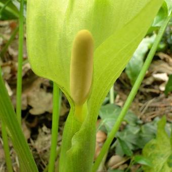 Arum italicum