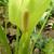 Arum italicum