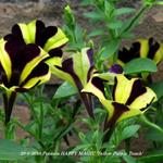 Petunia HAPPY MAGIC 'Yellow Purple Touch' - Petunia