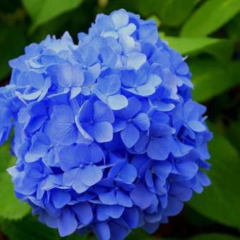 Hydrangea macrophylla (blauw)