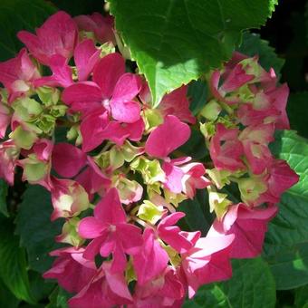 Hydrangea macrophylla (Rood)