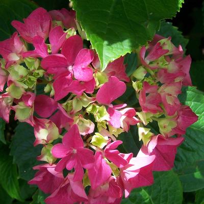 Hortensia / bolhortensia - Hydrangea macrophylla (Rood)