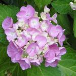 Hydrangea macrophylla (Roze) - Hortensia / bolhortensia